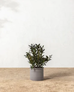 Bolton Ceramic Planter -Decoration Series Store 20220110 Outdoor 010 0bda3253 a98d 49a6 bc9f ab08614a7b4c