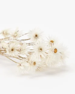 Dried Daisy Flowers 5 Dried Daisy Flowers -Decoration Series Store DriedDaisyFlowers MDCR2681 WHT OS D1