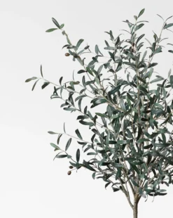Faux 72" Olive Tree With Ceramic Pot -Decoration Series Store Faux72 OliveTreewithCeramicPot MDCR2443 GRN 72 D1