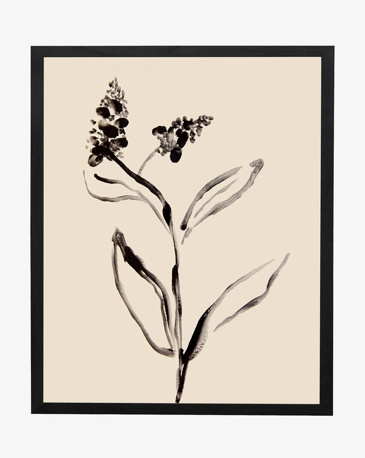 Grape Hyacinth 1 Grape Hyacinth